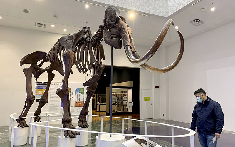 Hokkaido-Museum-Mammut